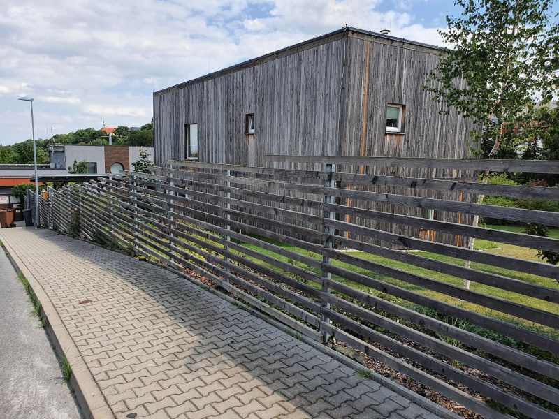 Sibiřský modřín po 5 ti letech